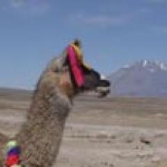 Observatrice toujours à l'affût #Numérique #ebook #Pads #Curiosités #SouthAmerica #Vendée