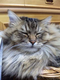 haratadess's profile picture. 四ツ足・しっぽ、大好き(*^ω^*)