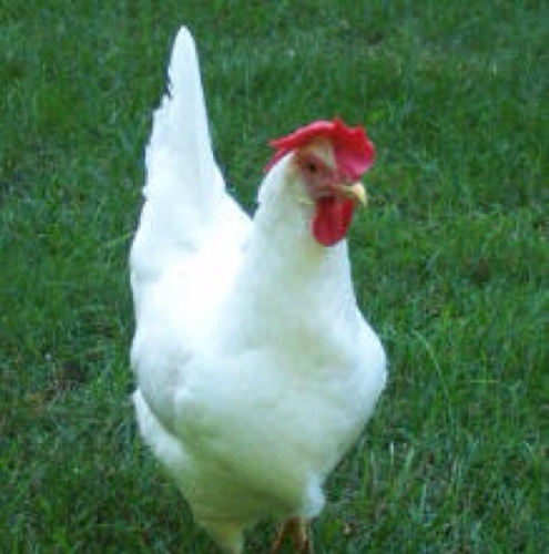 Eva The Chicken