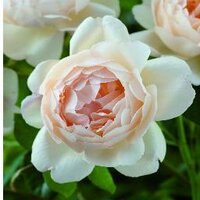 Wollerton Old Hall Garden (@wollerton) 's Twitter Profile