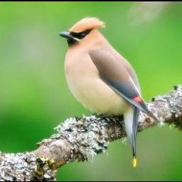 #Birds, #Birding, and #Conservation. IDEA principles apply. They/them/their