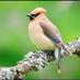 Anne Arundel Birds (@aabirdclub) Twitter profile photo Anne Arundel Birds (@aabirdclub) Twitter profile photo