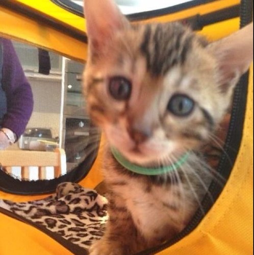 My name is Luna Daley, im @TomDaley1994 cat:) Follow me! 
Andy Banks, Matty Lee and Tonia Couch follow me:D