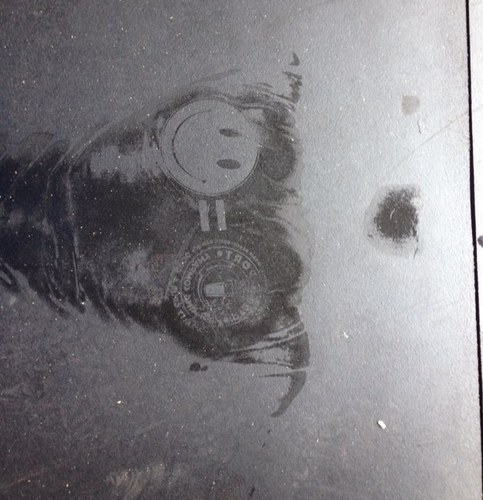 windyknowles's profile picture. 