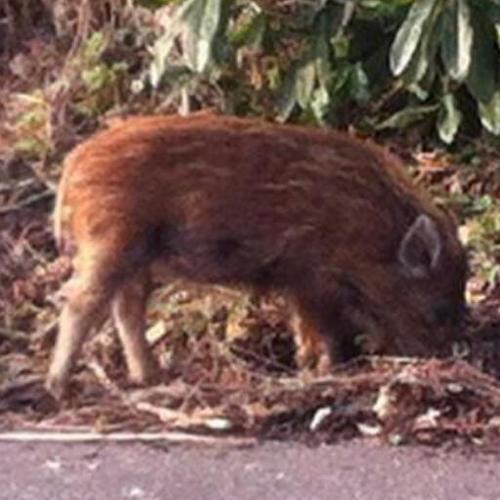 pemboary's profile picture. Usually found trotting around Pembury Village. Just a normal boar snuffling for food. Potatoes welcome.
