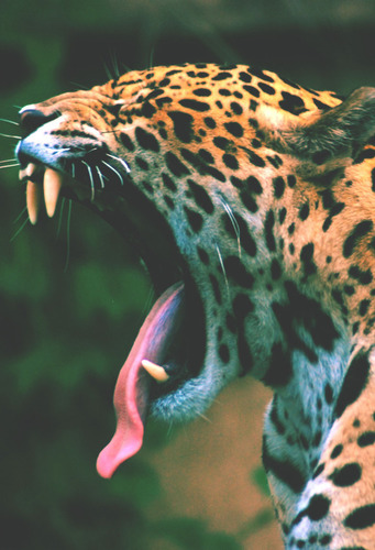 Maria Paula Ropelato