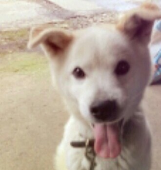 毎日ひとりに動物愛護のはなしをするだけで、その輪はどんどん広がる♪
動物たちの心の叫びを、すこしずつでも誰かに伝えていきましょ〜！

都内でチラシ配りなど、地道に活動中 ✿