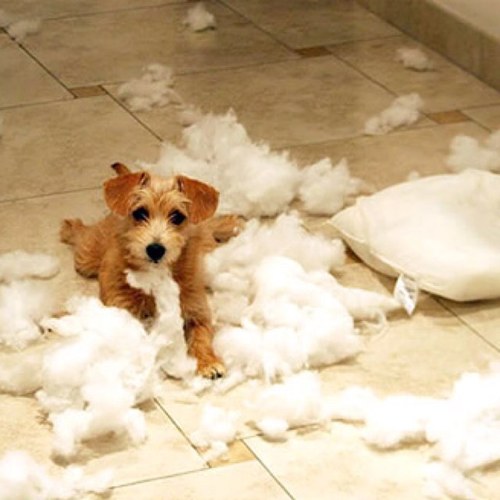 PuppyProbs Profile Picture