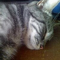 Nyu (@anonyunyu) 's Twitter Profile