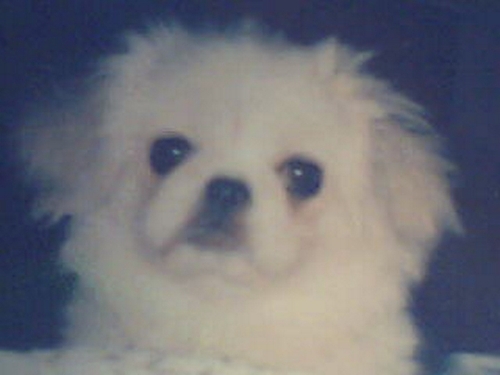 missbuttons1's profile picture. dog lover