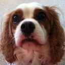 Faith Singleton - @FaithS1812 - Twitter