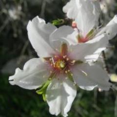 Reemflowers's profile picture. Reemflowers Flower Shop
Nablus Mall- Nablus - Palestine