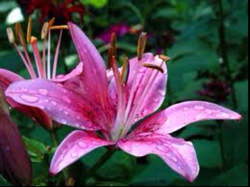 liam33kk's profile picture. 