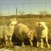HoneyDel Farm (@honeydelfarm) Twitter profile photo