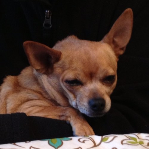 tulipcutie's profile picture. Follow my owners @LiamssTurtless and @cupcake12320♥