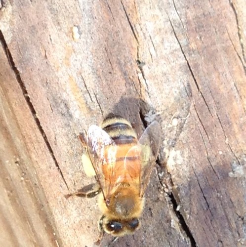 Local Franklin County Beekeeper Father of two,husband,gardener,N.C.State fan,loves @ tfalkner