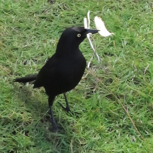 SusanLeeStudios's profile picture. Crafty Jeweller, ever searching for spare moments to read, pot, garden, walk, take pictures, listen, and learn.