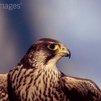 اااا (@saea2012) 's Twitter Profile