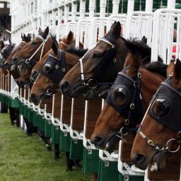 horse tips and winners