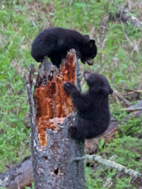 NFPPhotographs's profile picture. 