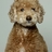lovepushbutton's profile image