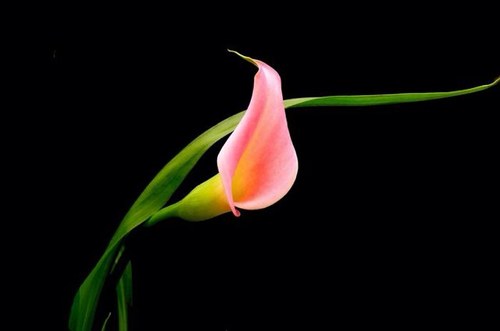 He who dwelleth in the secret place ofnthe most High shall abide under the shadow of the Almighty.  Psalms 91:1