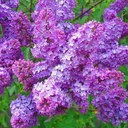 Beth Sherman - @Michrela - Twitter