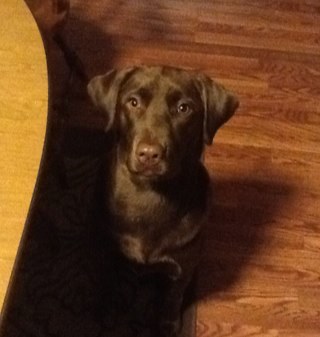 mslomba227's profile picture. BUFFALO Sports Fan