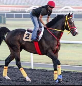 I'm a fast little colt with swagger who runs until they can catch me. 2012 BC Xpressbet Sprint-G1 winner. 2012 Eclipse Award Winner (Male Sprinter).