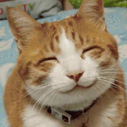 smilinganimals's profile picture. proof that animals do smile