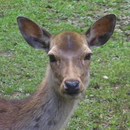 哺乳類 鯨偶蹄目 シカ科 イナジカ属 https://t.co/jJ8t19GFXc https://t.co/3ctual9L0O