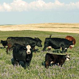 Creative Motion Publishing - Publishers of Alberta Beef Magazine, Beef Illustrated and Alberta Beef Industry Conference