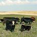 Alberta Beef Mag (@beefnews) Twitter profile photo Alberta Beef Mag (@beefnews) Twitter profile photo