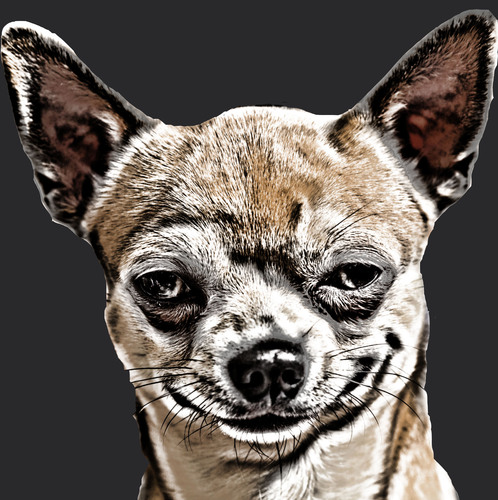 Uncle Ernie Here S An Angry Looking Chihuahua Ugly Brute Eh Chihuahua Sickem Biteyourface Http T Co A0yoy6afb5