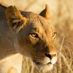 JeanDeFond's profile picture. butcher, baker, candlestick maker; lawyer