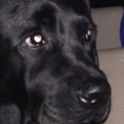 martincocada's profile picture. 