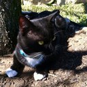 Milo Dominguez - @CrazyWhiskers - Twitter