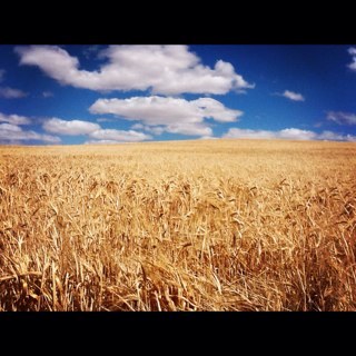 Farmer, Wife & Mum. “I can't change the direction of the wind, but I can adjust my sails.”