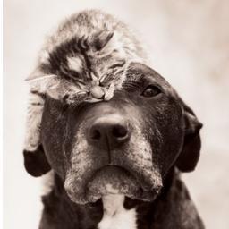 gertietopsis's profile picture. 