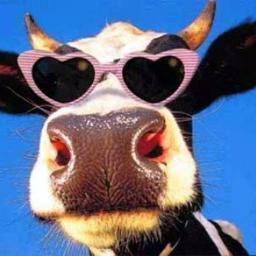 Sou uma vaca, mas ás vezes faço cospobre de galinha
