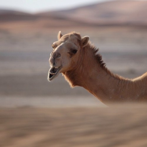 Cool_Daddy50's profile picture. 