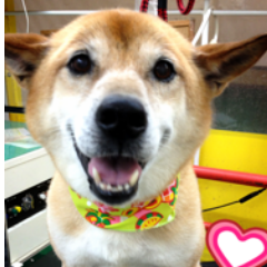 保護犬まる子と虹の橋を渡った先代犬トニーの思い出。テニスや映画。好きなことを書いてます。https://t.co/PwLQdetmSF でインスタも更新中