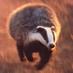 nocullbadger (@nocullbadger) Twitter profile photo