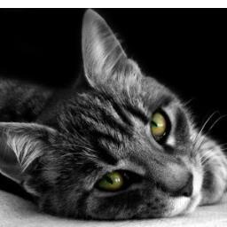 I'm George Harrison's cat! *Meow* He named me Fabulous! (RP Account)