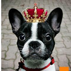Luxebeest, de officiële  FuzzYard shop voor hond en kat. Bij ons vindt u alle producten om het leven van uw hond of kat te veraangenamen.