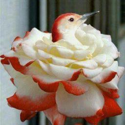 Chartered Accountant
