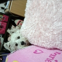 ゆり (@06021227) Twitter