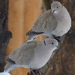 Beniaki's profile picture. Mets and Bills and Kyle Busch Fan and Tammy Army member