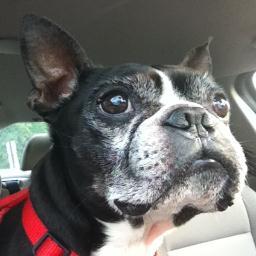 beehppy27's profile picture. HR Professional, wife of a professor/geek extraordinaire and boston terrier mom to Pierre & Bon Bon! LET'S GO PENS!