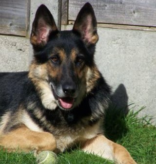 I'm Hector - I've now passed away but my spirit lives on in my hash tag #WaggyTail
